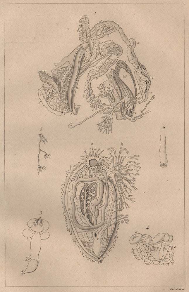 MOLLUSC PHYSIOLOGY. Viscères Viscera digestive system. Mollusques Zoophytes 1834